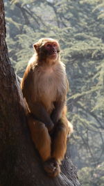 View of monkey sitting on rock