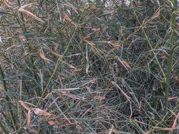 Full frame shot of twigs on field