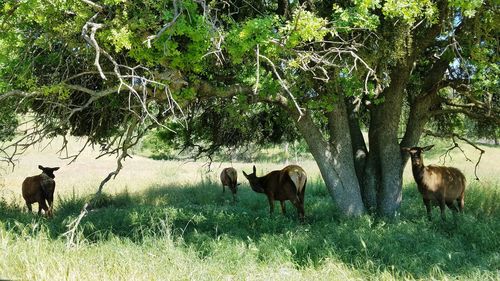 Cows grazing in a field