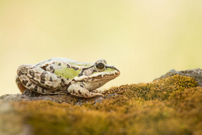 Close-up of lizard on rock