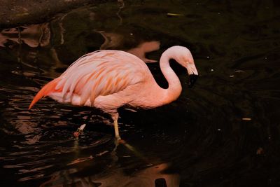 Side view of a duck in lake