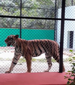 Side view of tiger in zoo