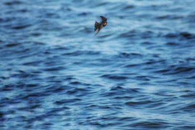 View of bird flying over sea