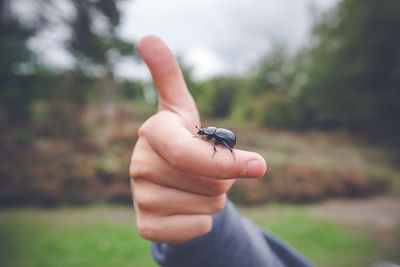 Midsection of person holding insect on hand