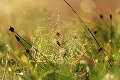 Close-up of spider on web