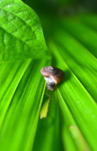 Close-up of insect on leaf