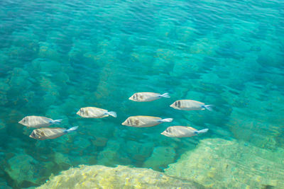 View of fish in sea