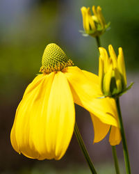 Shiny coneflower, rudbeckia nitida, flowers of summer