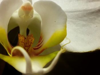 Close-up of yellow flower