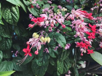 Close-up of pink flowering plants