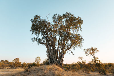 Trees on field against clear sky