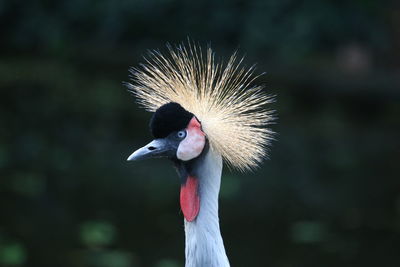 Close-up of bird