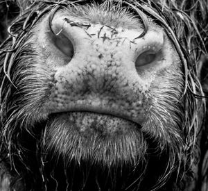 Close-up portrait of a cat