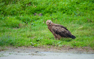 Bird perching on a field