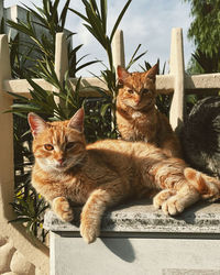 Portrait of cats sitting