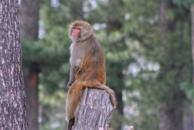 Monkey sitting on tree trunk