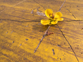 Close-up of yellow flower