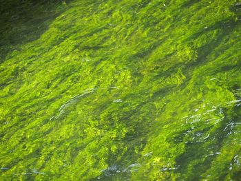 Full frame shot of fresh green water