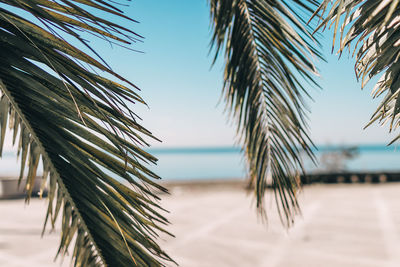 Palm trees on beach against sky