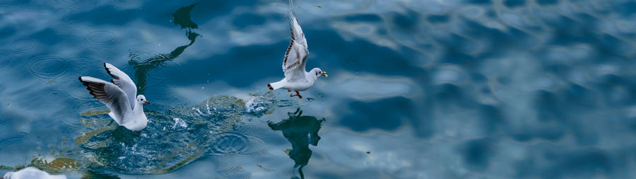 High angle view of fish swimming in sea