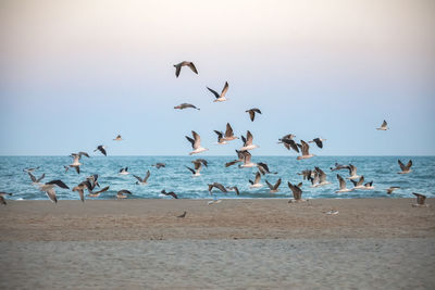 Flock of seagulls on beach