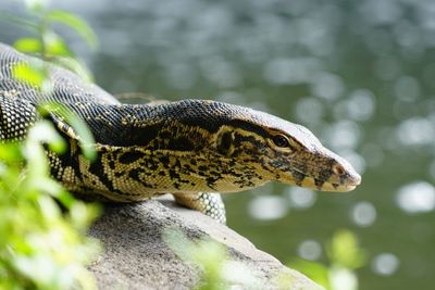 Close-up of a reptile against blurred background