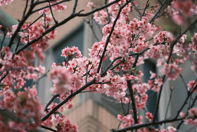 Low angle view of cherry blossom