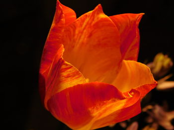 Close-up of red flowers