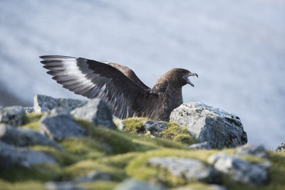 A skua nesting on elephant island, antarctica.