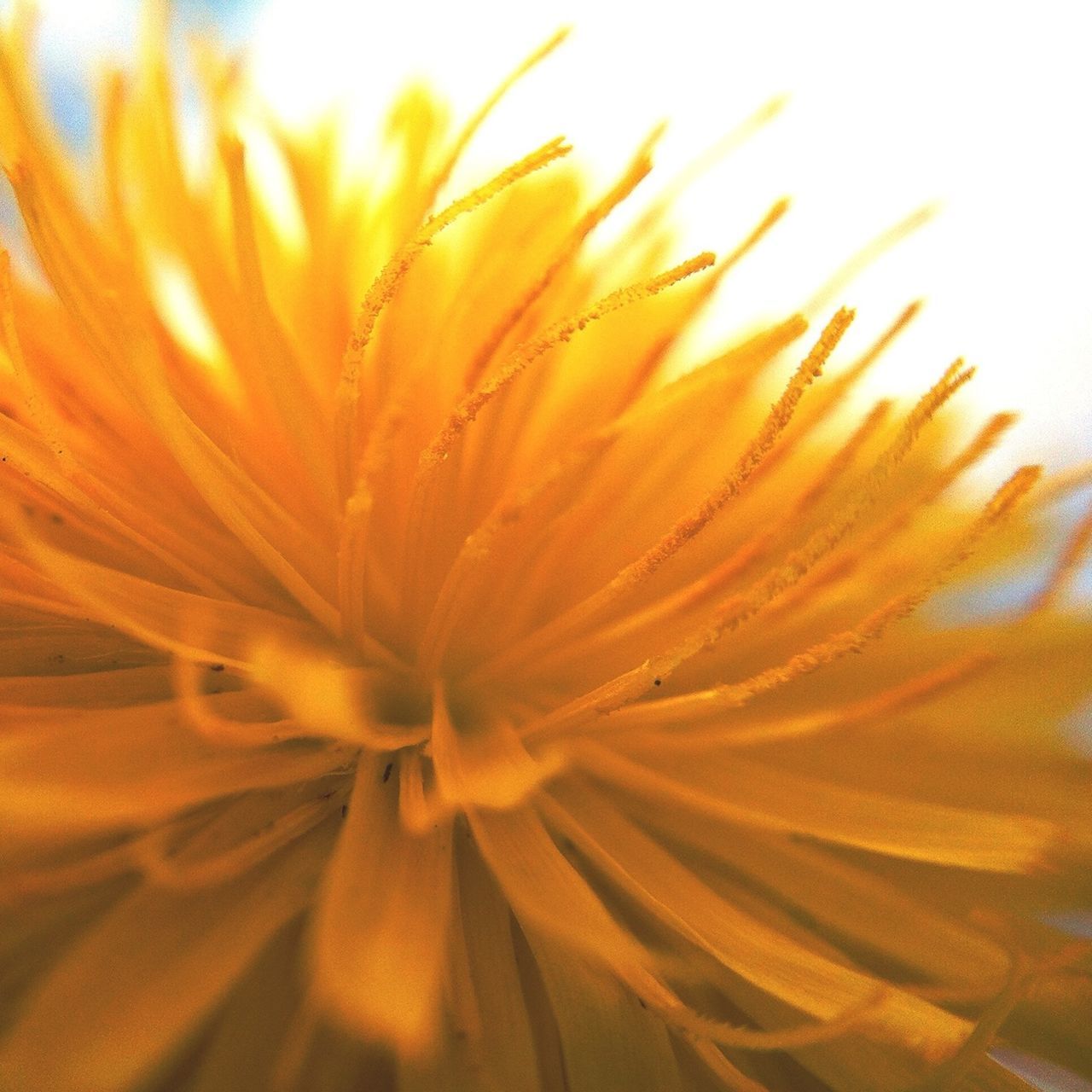 flower, freshness, flower head, petal, fragility, beauty in nature, growth, close-up, single flower, nature, extreme close-up, stamen, pollen, selective focus, plant, yellow, blooming, focus on foreground, macro, backgrounds