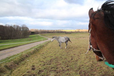 Horses in a field