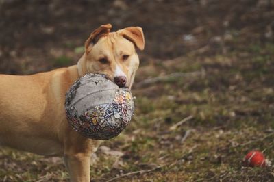 Close-up portrait of dog on field