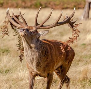 Red deer stag during the rutting season