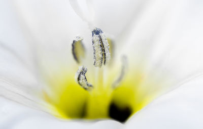 Close-up of flower