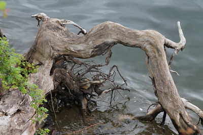 High angle view of fallen tree in lake