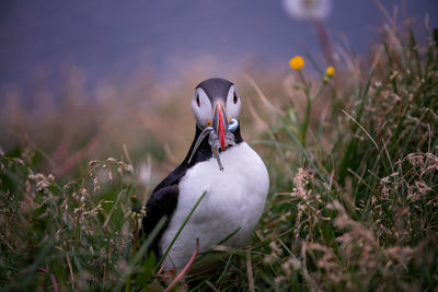 Close-up of a bird on field