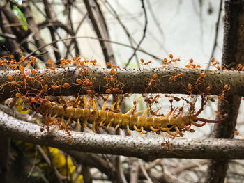 Close-up of snake on branch