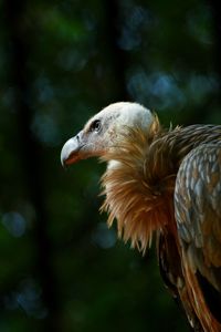 Side view of vulture against trees