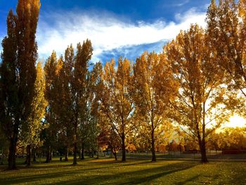 Trees on landscape during autumn