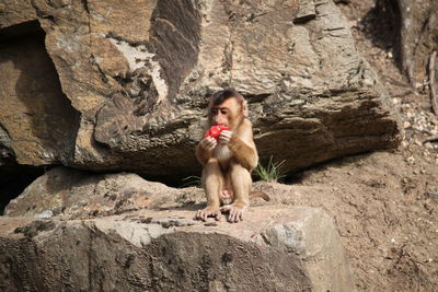 Portrait of young monkey sitting on rock
