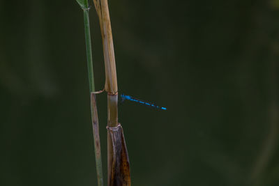 Close-up of lizard