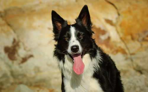 Portrait of black dog panting against rock formation