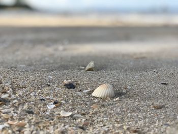 Close-up of seashell on beach