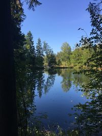 Scenic view of lake in forest against clear blue sky