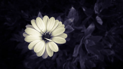 Close-up of white flowering plant