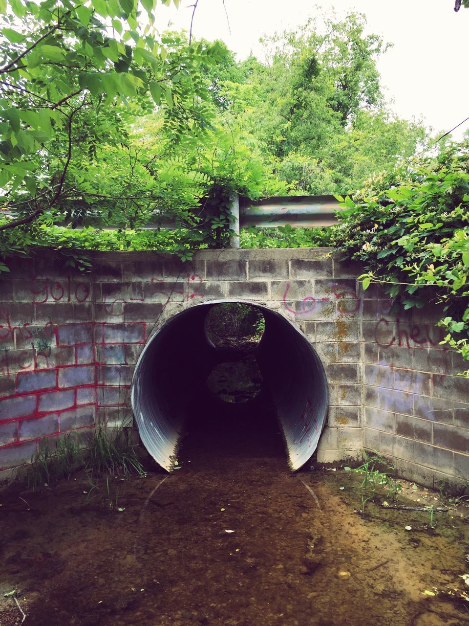 day, tree, no people, pipe - tube, architecture, built structure, plant, growth, outdoors, sewage, nature