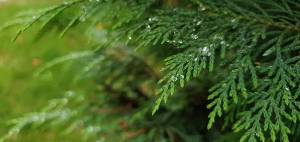 Close-up of raindrops on pine tree