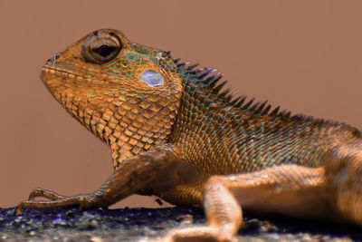 Close-up of lizard