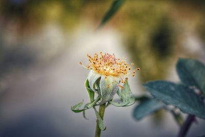 Close-up of ant on flower