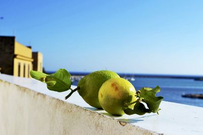 Close-up of limes on retaining wall against sea